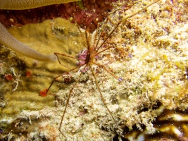 Yellowline Arrow Crab IMG 7011